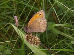 Attēlu rezultāti vaicājumam “Maniola jurtina female”