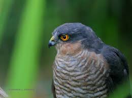 Attēlu rezultāti vaicājumam “Accipiter nisus male”
