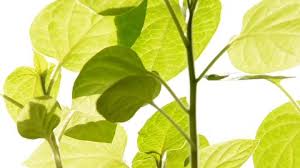 Attēlu rezultāti vaicājumam “Populus simonii leaf”