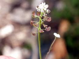 Attēlu rezultāti vaicājumam “Teesdalia nudicaulis”