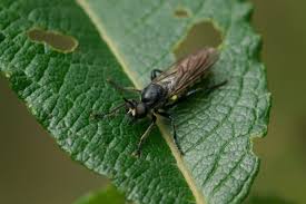 Attēlu rezultāti vaicājumam “Choerades sp.”