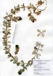 Attēlu rezultāti vaicājumam “Myriophyllum spicatum”