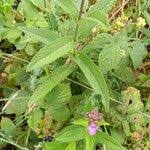 Attēlu rezultāti vaicājumam “Stachys palustris fruit”