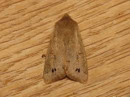 Attēlu rezultāti vaicājumam “Orthosia munda”