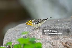 Image result for Dendroica fusca