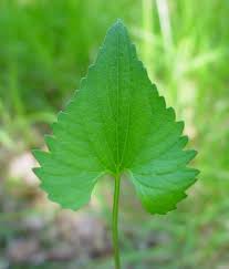 Attēlu rezultāti vaicājumam “Viola epipsila leaf”