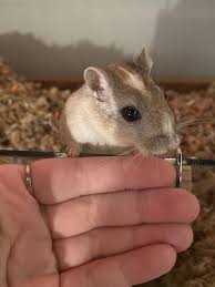 Image result for Gerbil