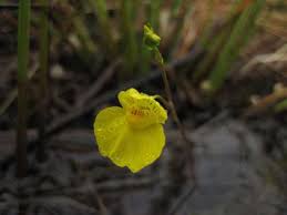 Attēlu rezultāti vaicājumam “Utricularia intermedia flower”
