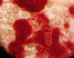 Attēlu rezultāti vaicājumam “Cribraria intricata”