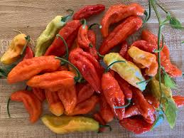 Afbeeldingsresultaat voor red fratali hot pepper