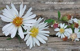 Image result for Aster lanceolatus