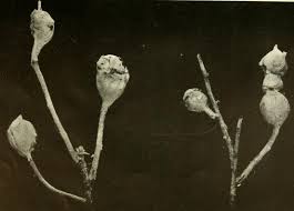 Attēlu rezultāti vaicājumam “Hieracium vulgatum bud”