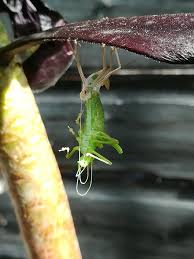 Attēlu rezultāti vaicājumam “Phaneroptera falcata”