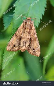 Attēlu rezultāti vaicājumam “Apamea monoglypha”