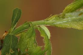 Attēlu rezultāti vaicājumam “Thecla betulae underside”