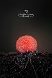 Attēlu rezultāti vaicājumam “Lycogala ustulatum”