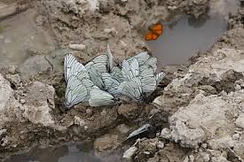 Attēlu rezultāti vaicājumam “Aporia crataegi upperside”