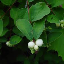 Attēlu rezultāti vaicājumam “Symphoricarpos albus fruit”