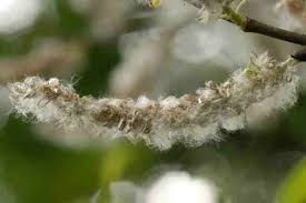 Attēlu rezultāti vaicājumam “Salix caprea fruit”