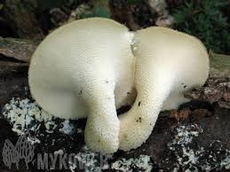 Attēlu rezultāti vaicājumam “Polyporus tuberaster”