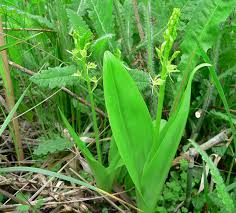 Attēlu rezultāti vaicājumam “Liparis loeselii flower”