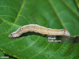 Attēlu rezultāti vaicājumam “Nematus salicis larva”