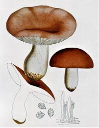 Attēlu rezultāti vaicājumam “Russula vesca”