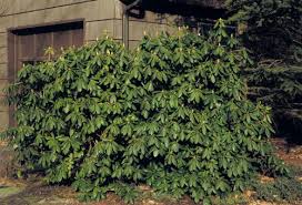 Attēlu rezultāti vaicājumam “Rhododendron catawbiense”