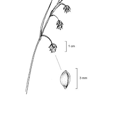 Attēlu rezultāti vaicājumam “Carex paupercula”