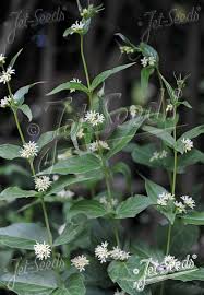 Attēlu rezultāti vaicājumam “Vincetoxicum hirundinaria fruit”