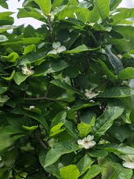 Attēlu rezultāti vaicājumam “Mespilus germanica leaf”