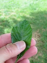 Attēlu rezultāti vaicājumam “Crataegus persimilis leaf”