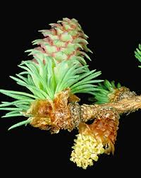 Attēlu rezultāti vaicājumam “Larix kaempferi fruit”