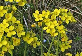 Attēlu rezultāti vaicājumam “Mamestra brassicae exuvia”