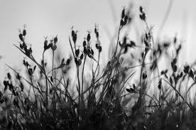 Attēlu rezultāti vaicājumam “Juncus gerardii flower”