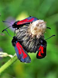 Attēlu rezultāti vaicājumam “Zygaena minos”