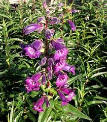 Image result for Penstemon