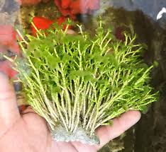 Attēlu rezultāti vaicājumam “Lignydium muscorum macro”