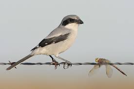 Attēlu rezultāti vaicājumam “Laniidae”