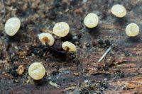 Attēlu rezultāti vaicājumam “Didymium clavus”