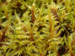 Attēlu rezultāti vaicājumam “Calliergonella cuspidata”