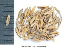 Attēlu rezultāti vaicājumam “Bromus secalinus”