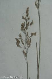 Attēlu rezultāti vaicājumam “Agrostis canina leaf”