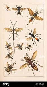 Attēlu rezultāti vaicājumam “Hymenoptera”