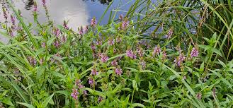Attēlu rezultāti vaicājumam “Stachys palustris bud”