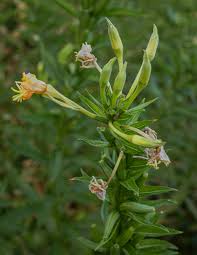 Attēlu rezultāti vaicājumam “Oenothera biennis bud”
