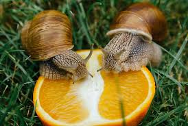 Attēlu rezultāti vaicājumam “Helix pomatia”