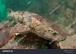 Image result for Haploblepharus pictus
