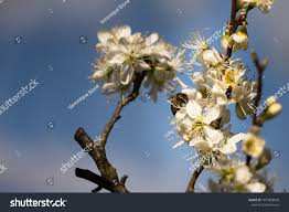 Attēlu rezultāti vaicājumam “Prunus domestica subsp. insitita”