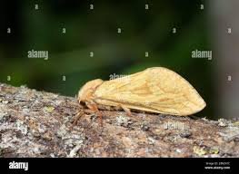 Attēlu rezultāti vaicājumam “Hepialus humuli female”